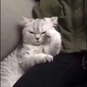 Meet your Posher, Brenton